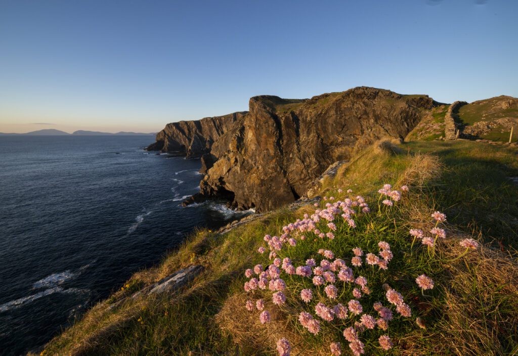 Sea cliffs on the edge of the Atlantic, below, on Inishturk Island, County Mayo. The photo is taken from a height with the ocean below and set against a clear blue sky. In the forefront are some native wild plants.